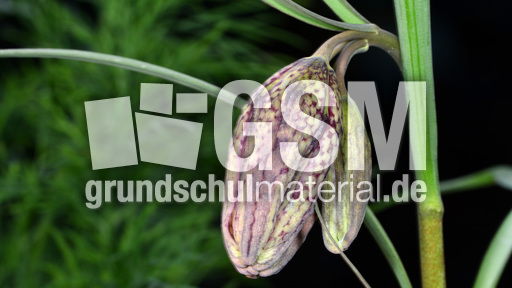 Schachbrettblume (1).jpg